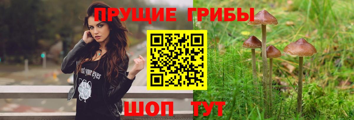 Вичуга  Псилоцибиновые грибы GOLDEN TEACHER  Вход с VPN 